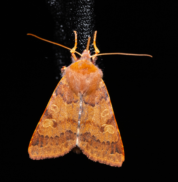 Anchoscelis helvola - barna őszibagoly