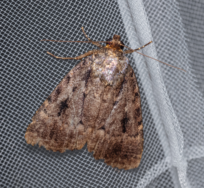 Amphipyra berbera/pyramidea