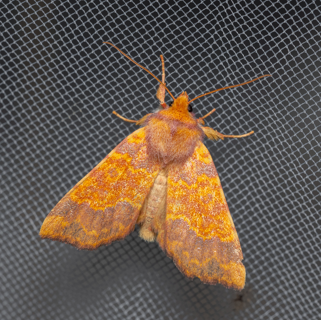Tiliacea aurago - aranyló sárgabagoly