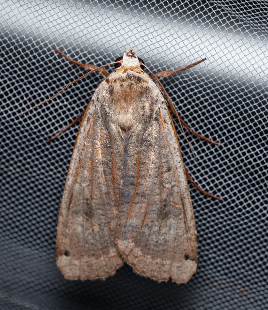 Noctua pronuba - nagy sárgafűbagoly