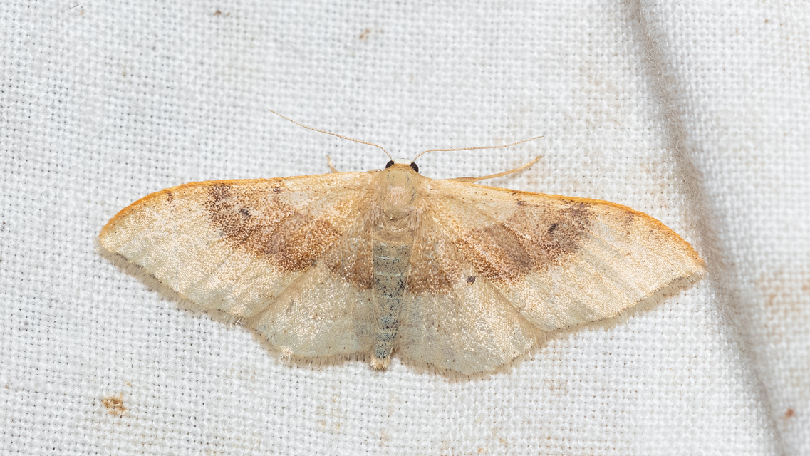 Idaea degeneraria - barnasávos araszoló