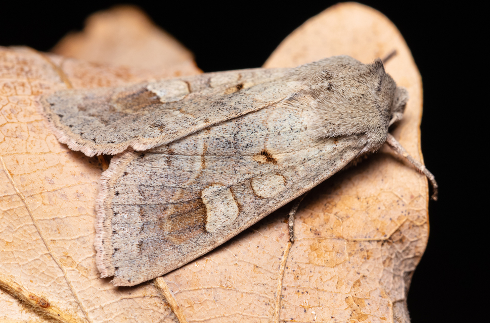 Ammoconia caecimacula - szürke őszibagoly
