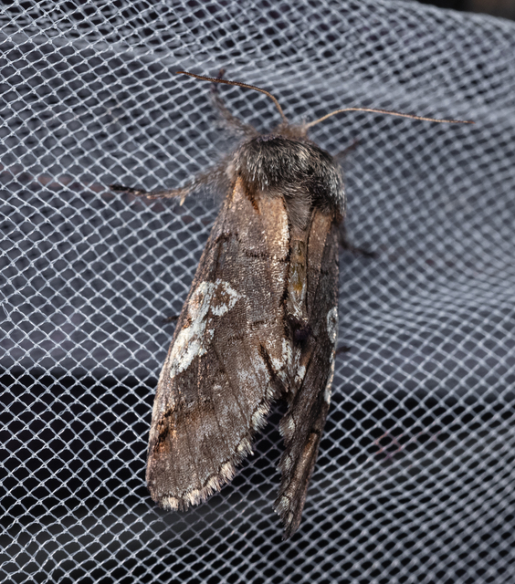 Diloba caeruleocephala - őszi kékesbagoly