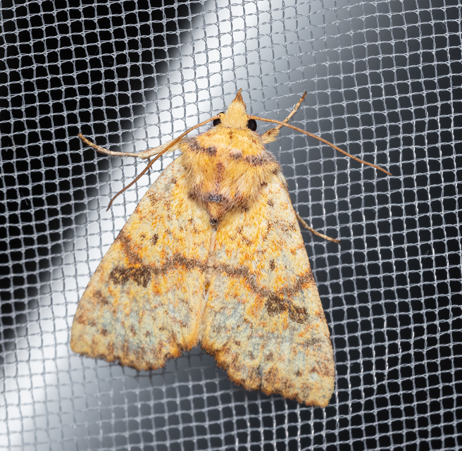 Tiliacea sulphurago - kénes sárgabagoly
