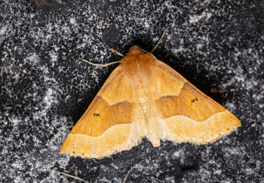 Crocallis tusciaria - barna sávosaraszoló