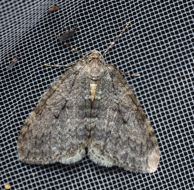 Epirrita christyi/dilutata