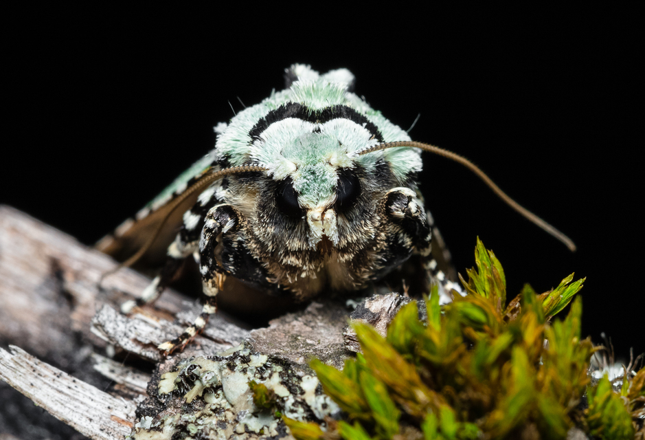 Griposia aprilina - őszi zöldbagoly