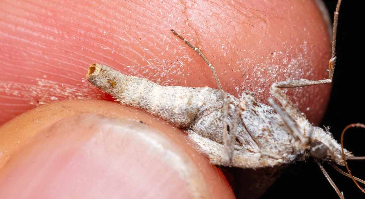 Aplocera plagiata - szürke csíkosaraszoló