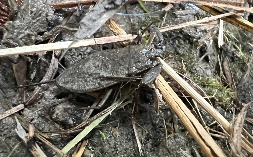 Nepa cinerea - víziskorpió