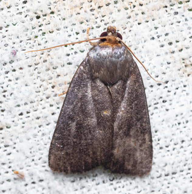 Amphipyra livida - zsírfényű bagoly
