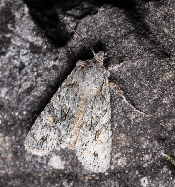 Lithophane ornitopus - közönséges fabagoly