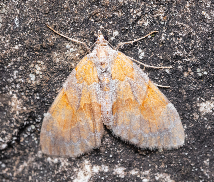 Pennithera firmata - sárgásvörös fenyőaraszoló
