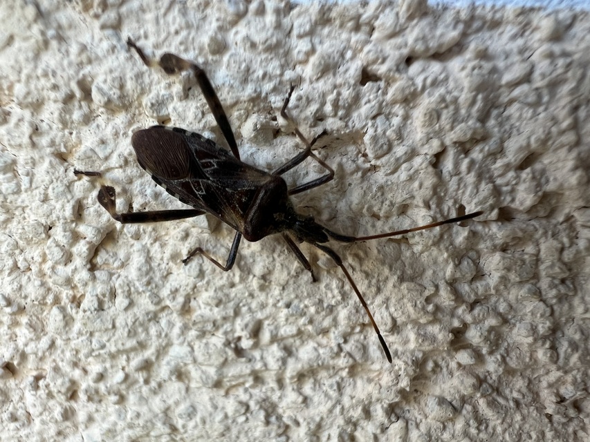 Leptoglossus occidentalis - nyugati levéllábú poloska Leptoglossus occidentalis - nyugati levéllábú poloska