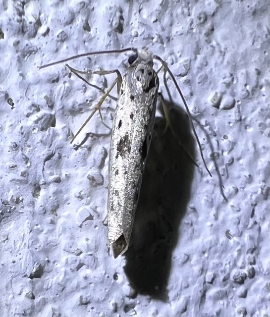 Yponomeuta plumbella - pókhálós bengemoly