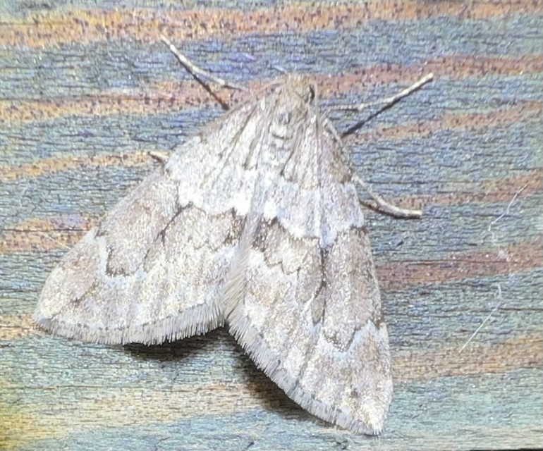 Thera juniperata - boróka-araszoló