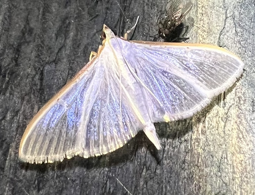 Palpita vitrealis - hófehér tűzmoly