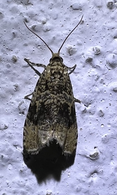 Celypha lacunana - vízparti tükrösmoly