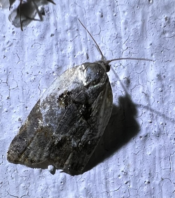 Acleris variegana - tarka levélmoly