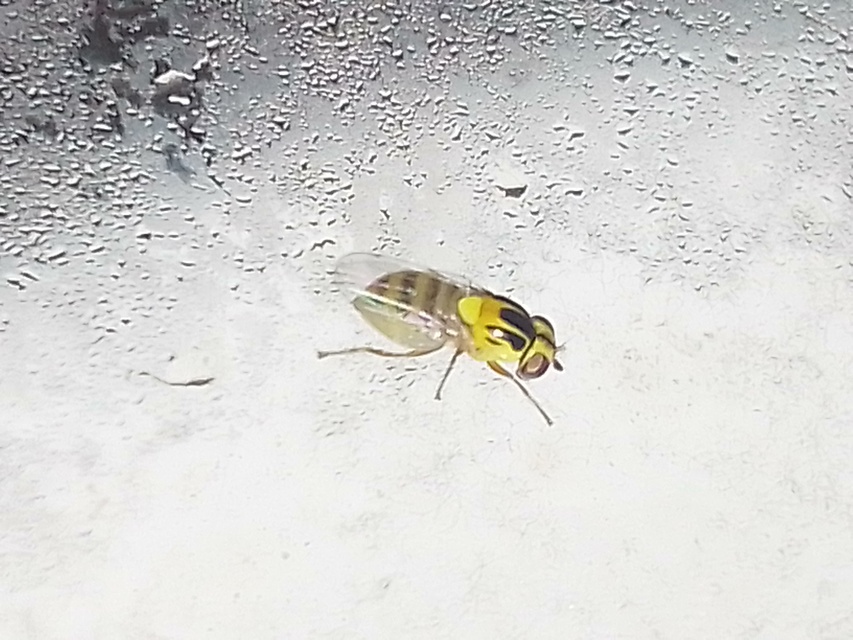 Chloropidae - gabonalegyek