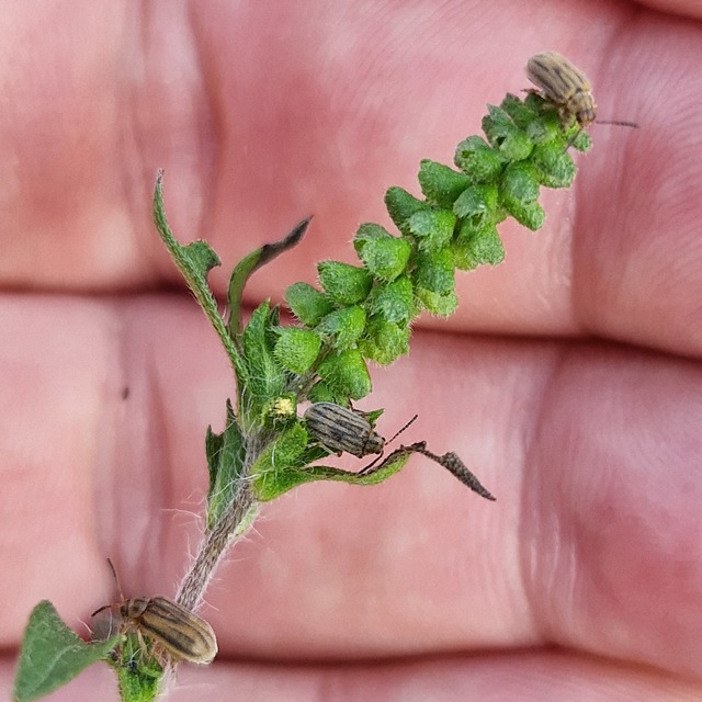 Ophraella communa - parlagfű-olajosbogár
