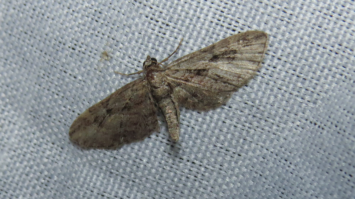 Eupithecia ericeata - feketefenyő-törpearaszoló
