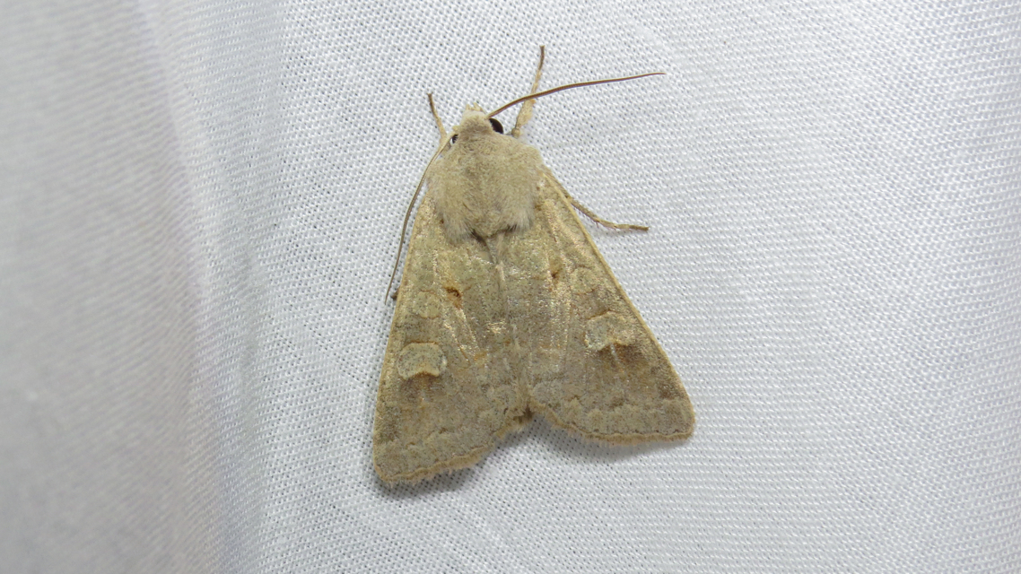 Ammoconia caecimacula - szürke őszibagoly