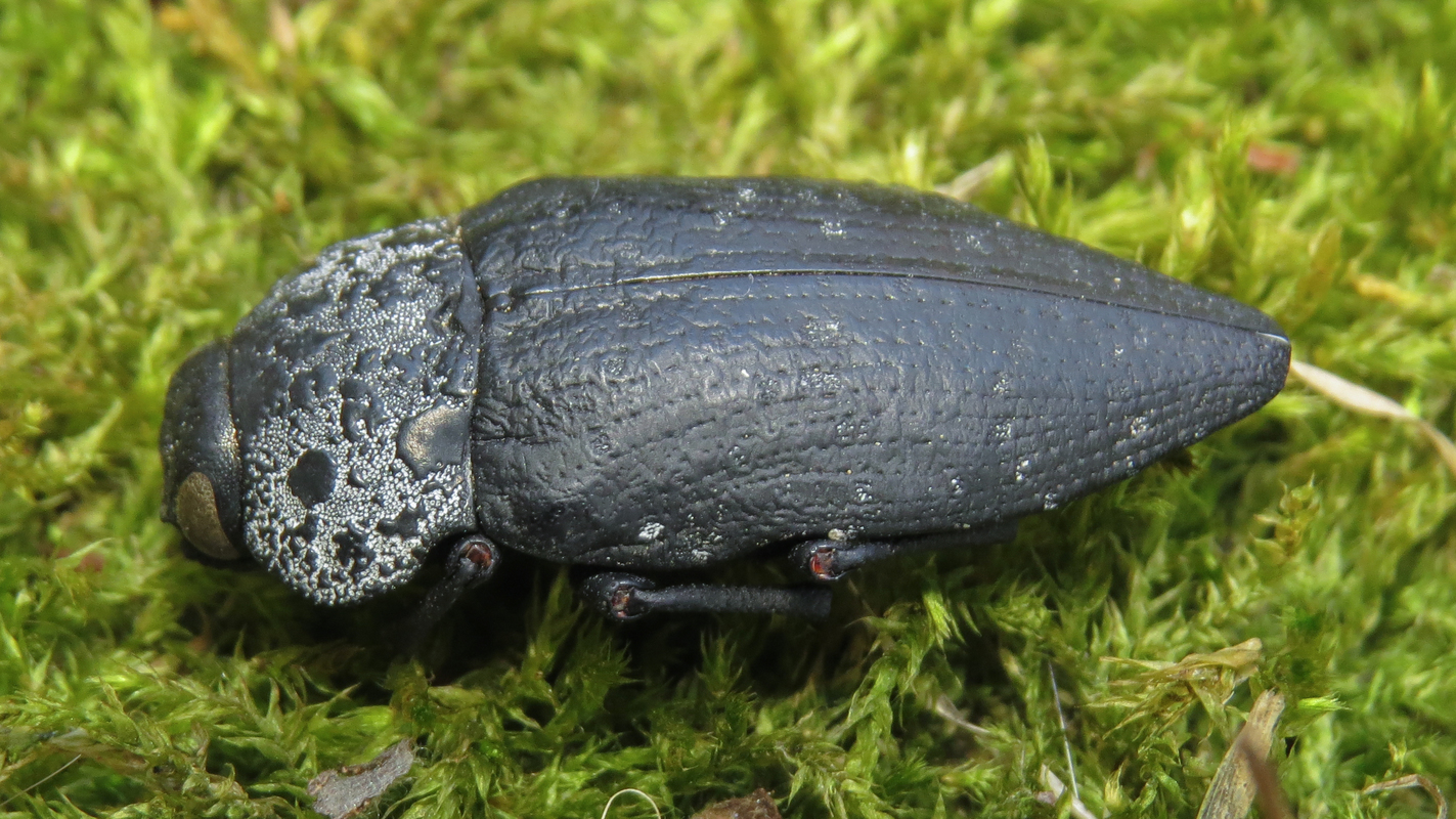 Capnodis tenebrionis - kökény-tükrösdíszbogár