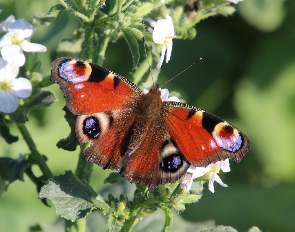 Nymphalis io - nappali pávaszem