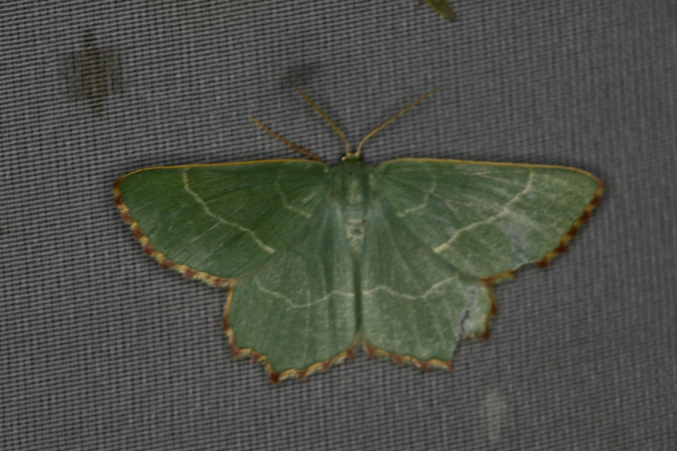 Thalera fimbrialis - csipkésszélű zöldaraszoló