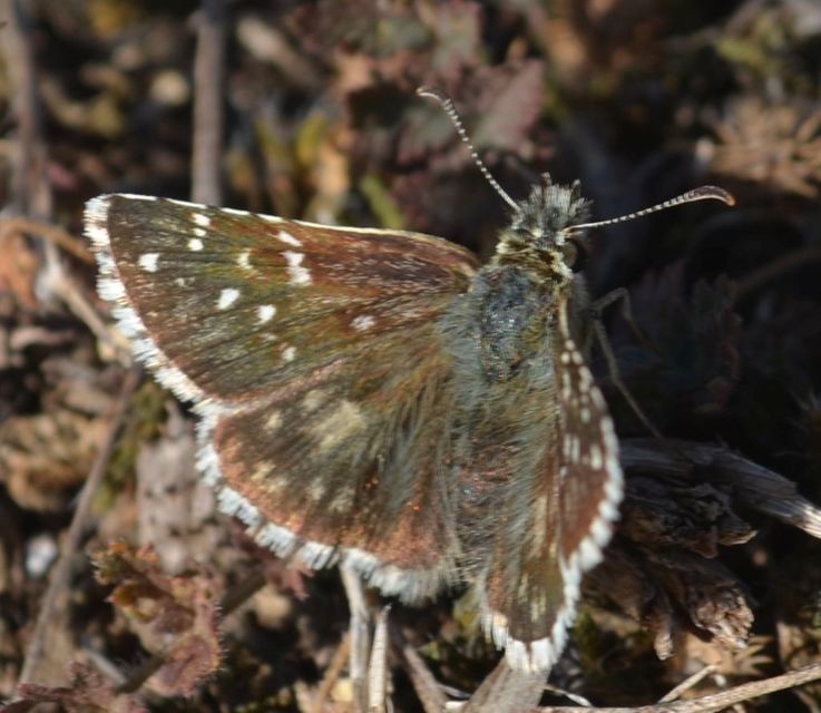 Pyrgus serratulae - homályos busalepke