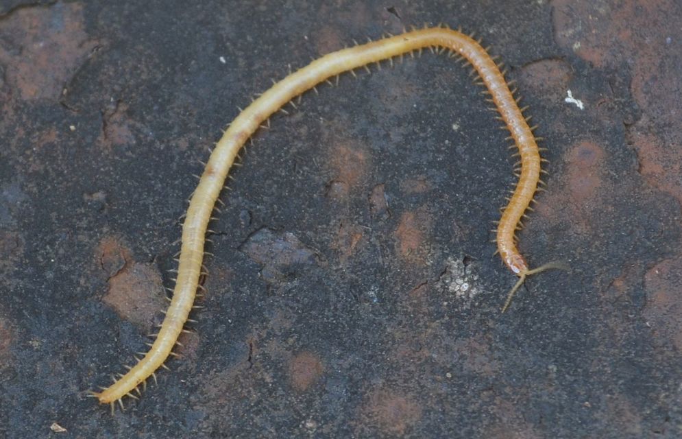 Chilopoda - Százlábúak