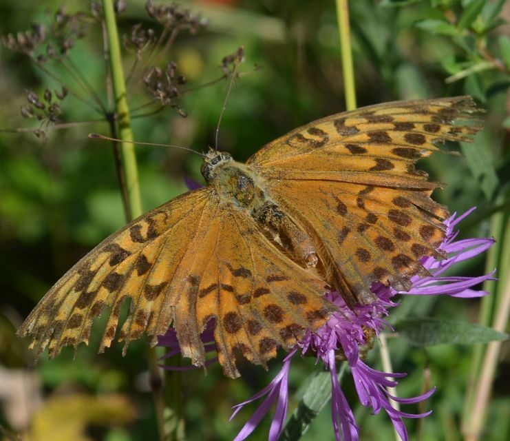 Argynnis paphia - nagy gyöngyházlepke