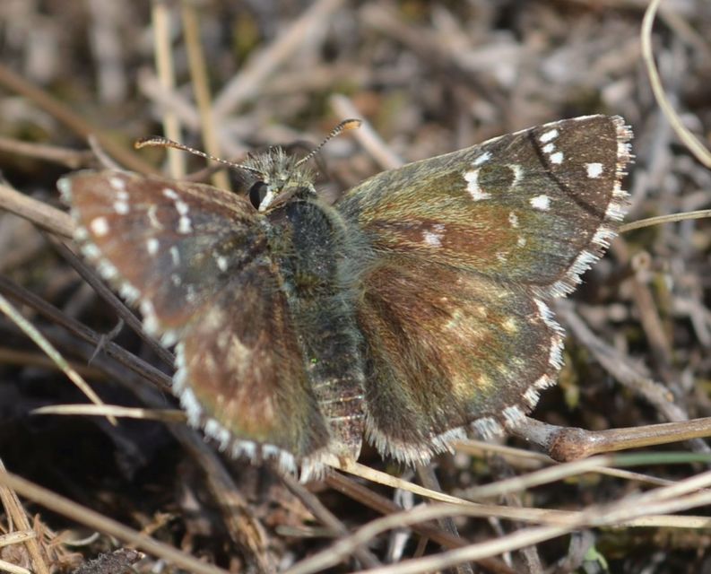 Pyrgus serratulae - homályos busalepke