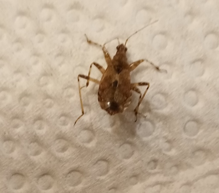Himacerus