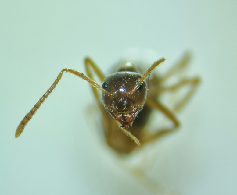 Prenolepis nitens - ragyogóhangya