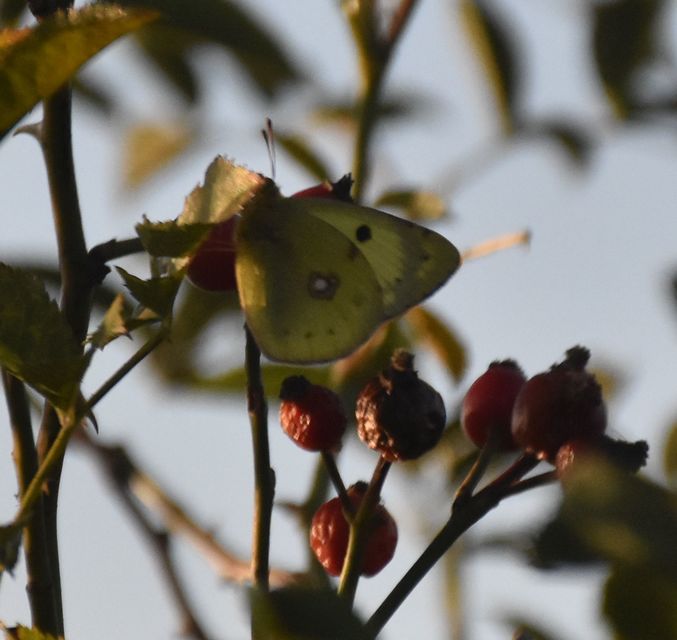 Colias alfacariensis - déli kéneslepke