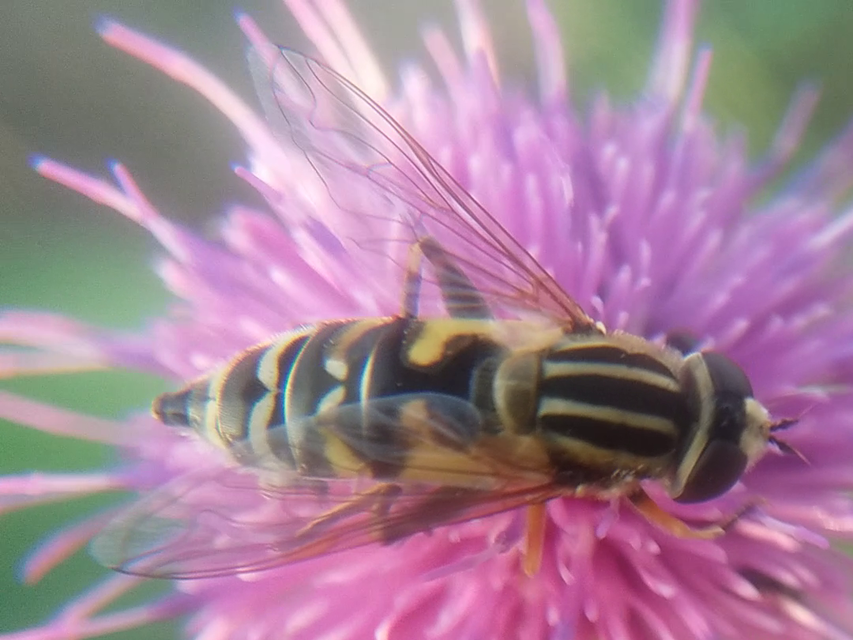 Helophilus trivittatus - nagy mocsárilégy