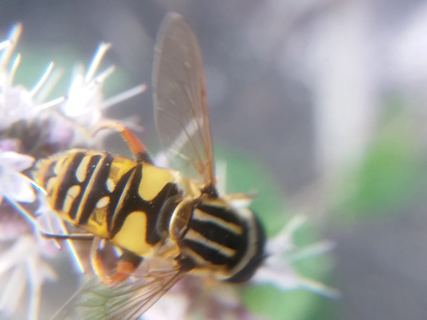 Helophilus pendulus - közönséges mocsárilégy