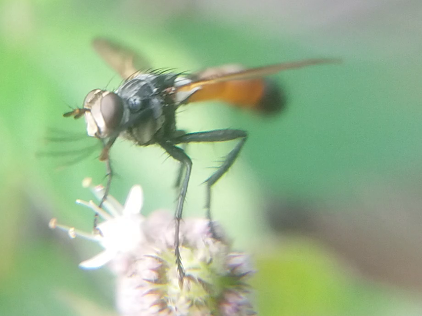 Cylindromyia