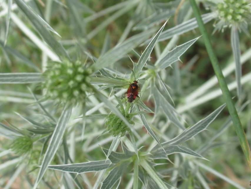 Deraeocoris ruber - vöröses mezeipoloska