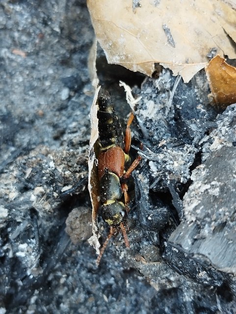 Staphylinus caesareus - aranysujtásos holyva