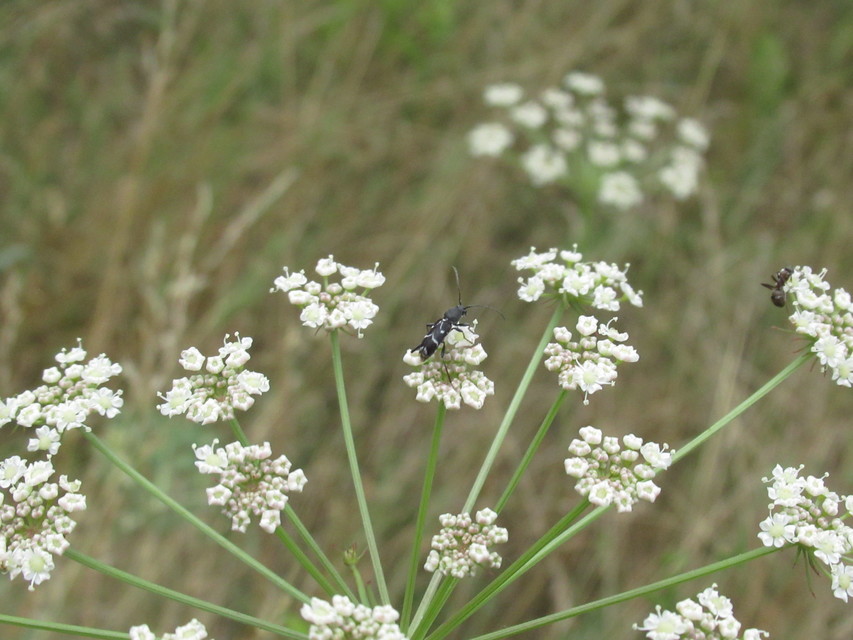 Chlorophorus sartor - feketevállú darázscincér
