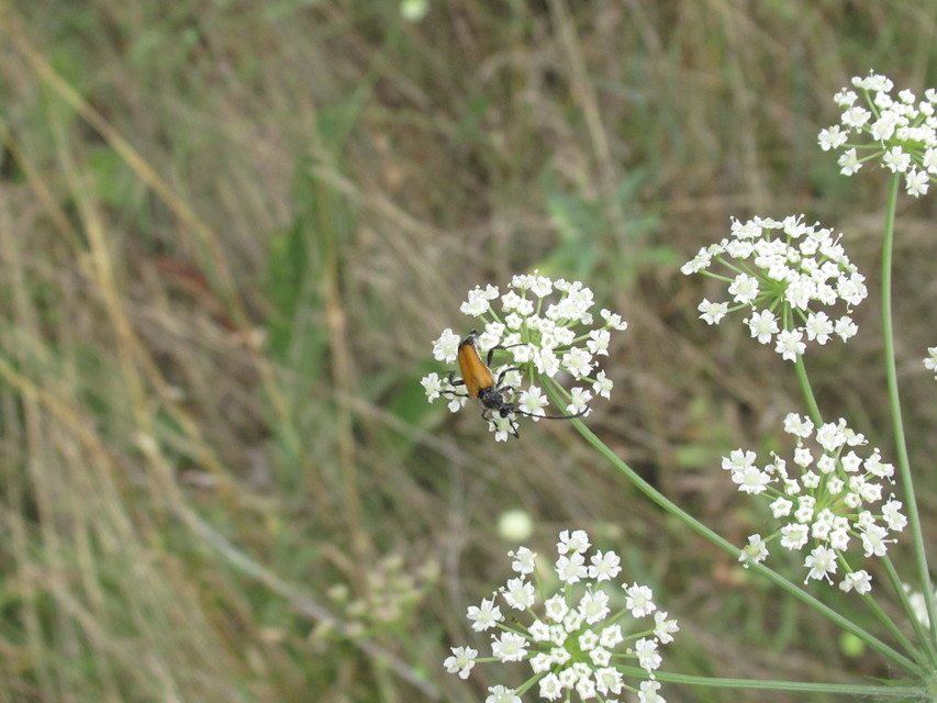 Stictoleptura fulva - vörhenyes virágcincér
