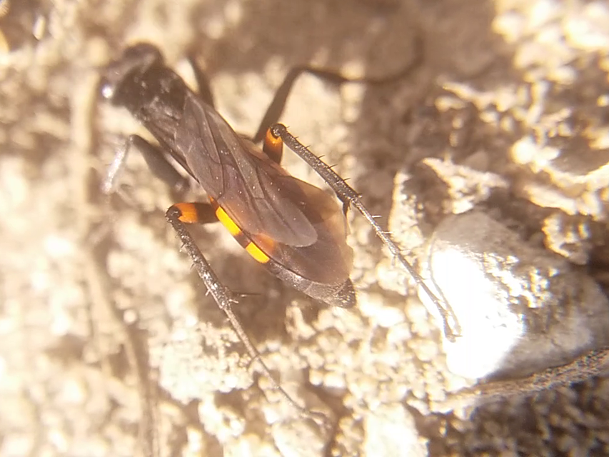 Anoplius viaticus - közönséges útonállódarázs