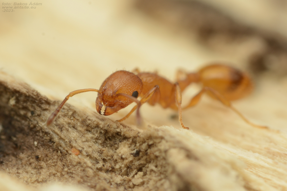Temnothorax affinis - erdei kéreghangya
