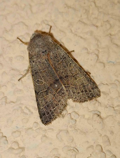 Anchoscelis humilis - olajbarna őszibagoly
