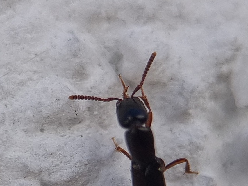 Xantholinus Xantholinus