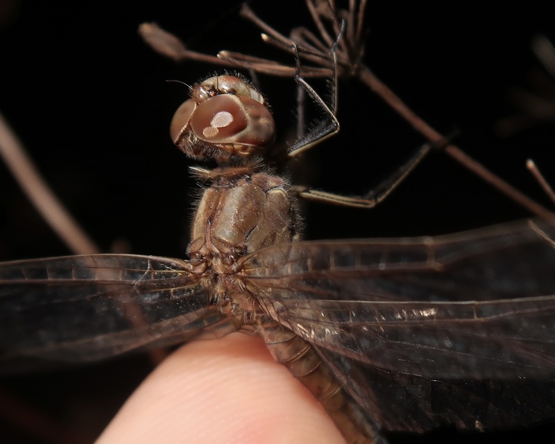 Sympetrum meridionale - fakó katona-szitakötő