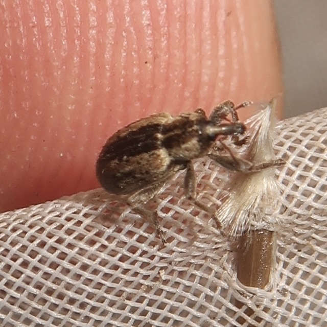 Hypera postica - lucerna-pikkelyesormányos