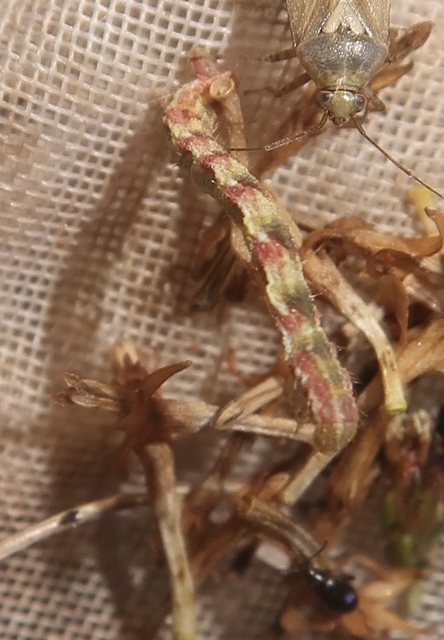Eupithecia virgaureata - aranyvessző-törpearaszoló